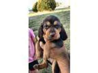Black and Tan Coonhound Puppy for sale in Adams, OK, USA
