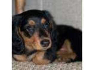 Dachshund Puppy for sale in Pleasanton, TX, USA
