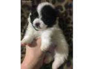 Medium Photo #1 Pomeranian Puppy For Sale in Minooka, IL, USA