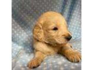 Goldendoodle Puppy for sale in Charleston, IL, USA