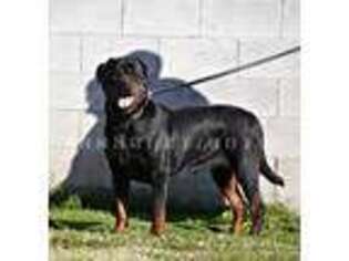 Rottweiler Puppy for sale in Pomona, CA, USA