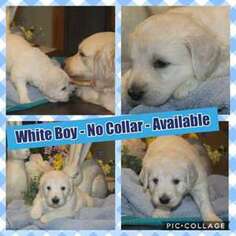 Goldendoodle Puppy for sale in Mead, WA, USA
