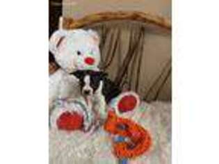 Mutt Puppy for sale in Belgrade, MN, USA