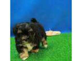 Maltese Puppy for sale in Hickory, NC, USA