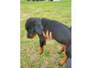 Rottweiler Puppy for sale in Adairsville, GA, USA