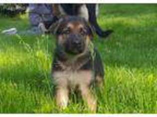 German Shepherd Dog Puppy for sale in Fairport, NY, USA