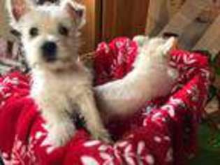 West Highland White Terrier Puppy for sale in Woodruff, WI, USA