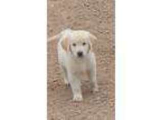 Golden Retriever Puppy for sale in Humbird, WI, USA