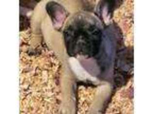 French Bulldog Puppy for sale in Brooksville, FL, USA