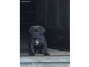 Neapolitan Mastiff Puppy for sale in Scott, AR, USA