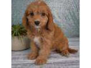 Cavapoo Puppy for sale in Downing, MO, USA