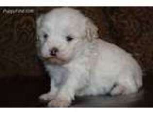 Mutt Puppy for sale in Sugar City, ID, USA