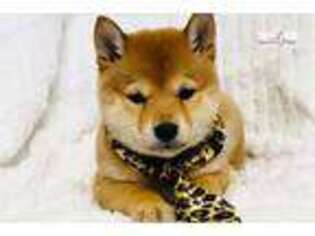 Shiba Inu Puppy for sale in Fort Worth, TX, USA