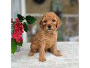 Mutt Puppy for sale in Warsaw, NY, USA