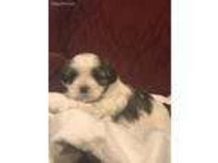 Shorkie Tzu Puppy for sale in Florence, SC, USA