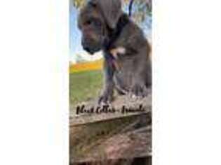 Great Dane Puppy for sale in Dunlap, TN, USA