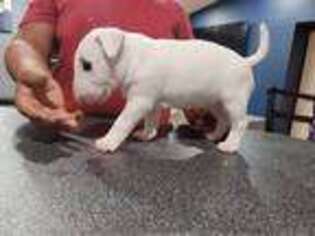 Bull Terrier Puppy for sale in Wayland, MI, USA