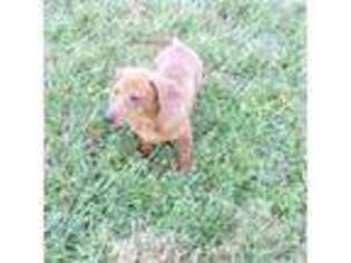 Dachshund Puppy for sale in Harrisonburg, VA, USA