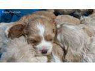 Cocker Spaniel Puppy for sale in New Plymouth, ID, USA