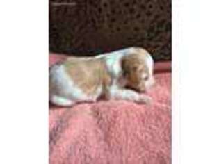 Brittany Puppy for sale in Perrysville, OH, USA
