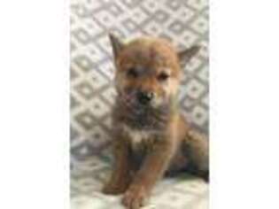 Shiba Inu Puppy for sale in Hartville, MO, USA