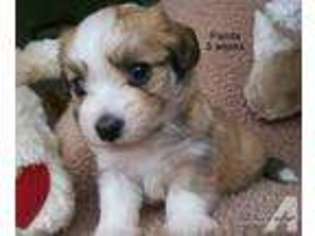Havanese Puppy for sale in MILLERSBURG, MI, USA