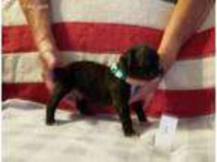 Boxer Puppy for sale in Brooklyn, MI, USA