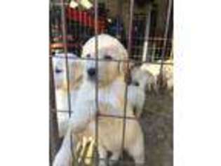 Golden Retriever Puppy for sale in Hernando, MS, USA