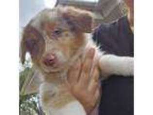 Australian Shepherd Puppy for sale in Winter Haven, FL, USA