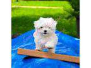 Maltese Puppy for sale in Lufkin, TX, USA