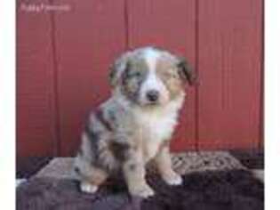 Miniature Australian Shepherd Puppy for sale in Ferris, TX, USA