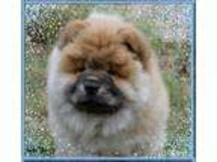 Chow Chow Puppy for sale in Floresville, TX, USA