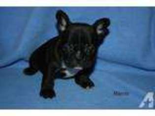 French Bulldog Puppy for sale in REYNOLDSBURG, OH, USA