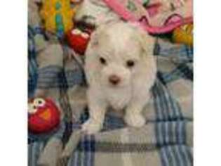 Maltese Puppy for sale in Wesley Chapel, FL, USA