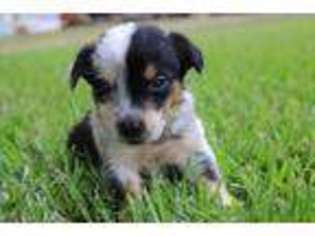 Pembroke Welsh Corgi Puppy for sale in Pelahatchie, MS, USA