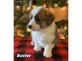 Pembroke Welsh Corgi Puppy for sale in Washburn, MO, USA