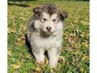 Alaskan Malamute Puppy for sale in Bushnell, IL, USA