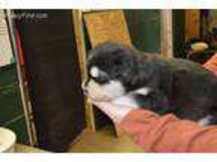 Alaskan Malamute Puppy for sale in Ada, OK, USA