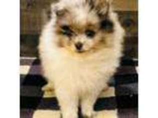 Pomeranian Puppy for sale in Monee, IL, USA