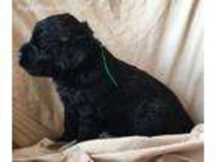 Black Russian Terrier Puppy for sale in Duncannon, PA, USA