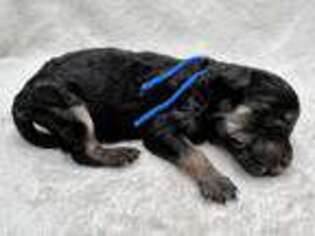 Mutt Puppy for sale in Hertford, NC, USA