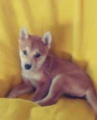 Shiba Inu Puppy for sale in EL CAJON, CA, USA