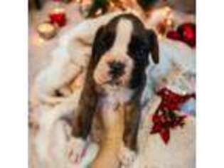 Boxer Puppy for sale in Piedmont, SC, USA