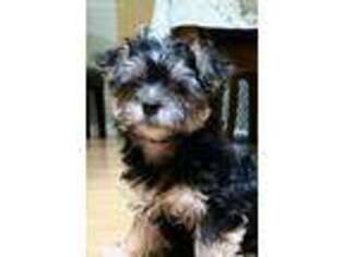 Yorkshire Terrier Puppy for sale in Longwood, FL, USA