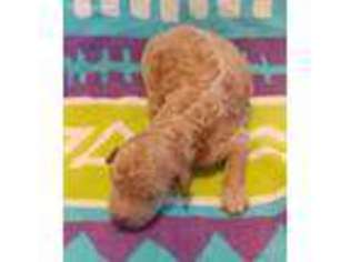 Labradoodle Puppy for sale in Azle, TX, USA