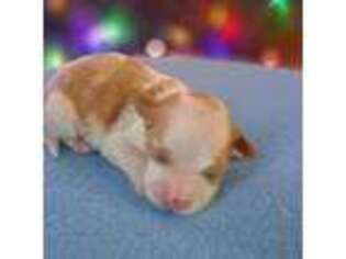 Havanese Puppy for sale in Bondurant, IA, USA