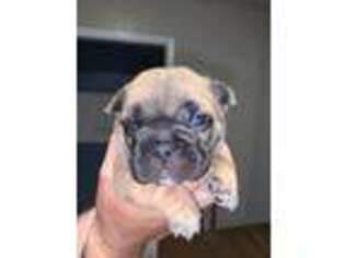 French Bulldog Puppy for sale in Calhoun, KY, USA