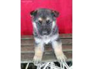 German Shepherd Dog Puppy for sale in Millersburg, OH, USA