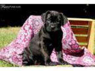 Cane Corso Puppy for sale in New Holland, PA, USA