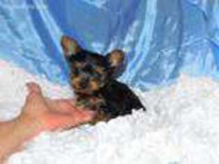 Yorkshire Terrier Puppy for sale in Warrensburg, MO, USA